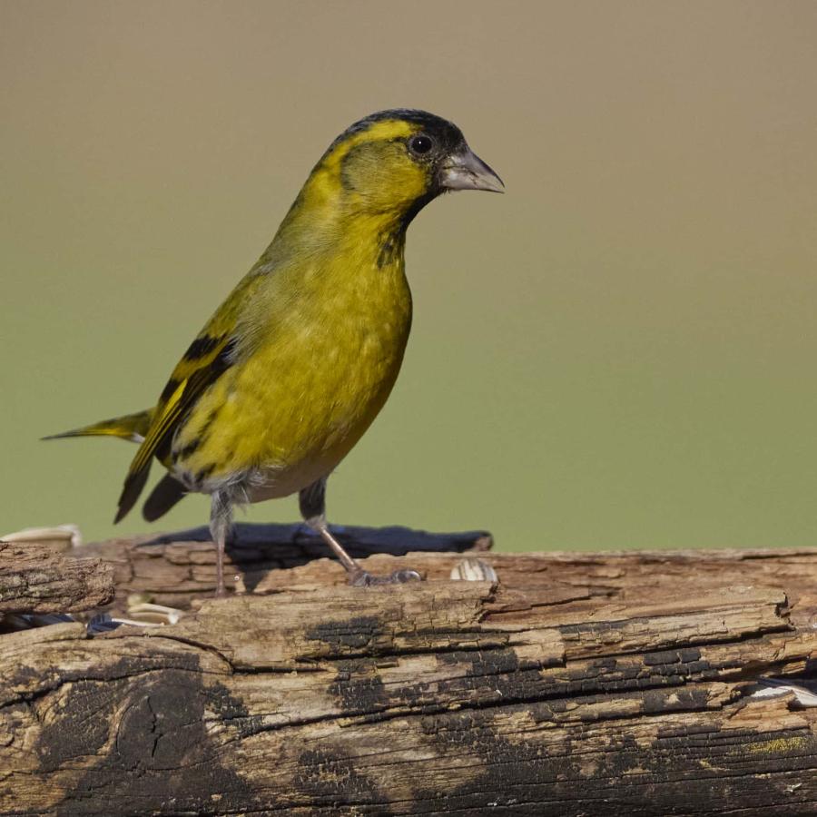 Siskin (carduelis spinus)