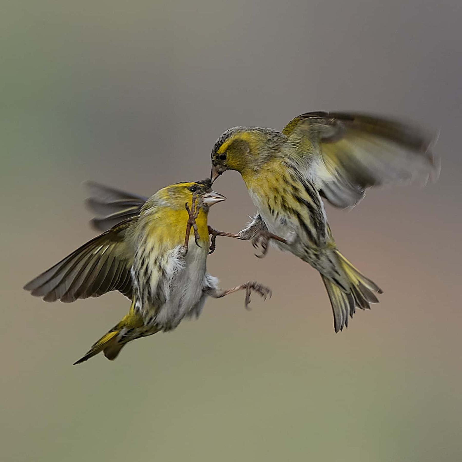 Siskin (carduelis spinus)