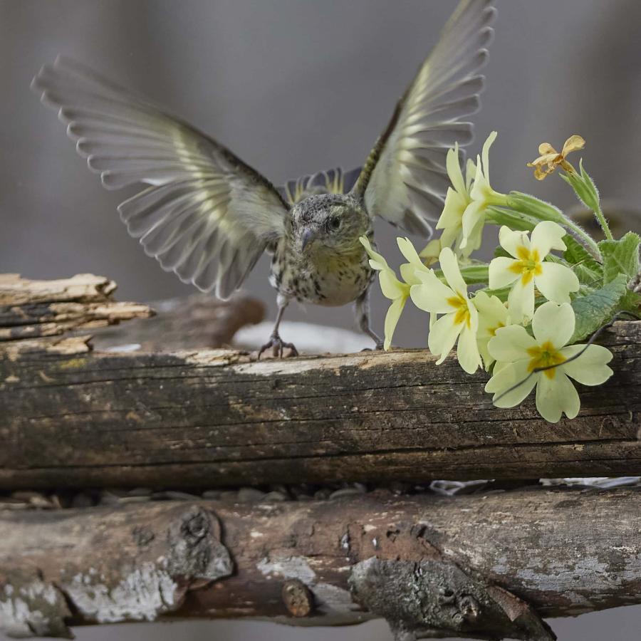  Siskin (carduelis spinus)
