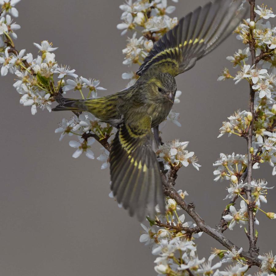 Siskin (carduelis spinus)