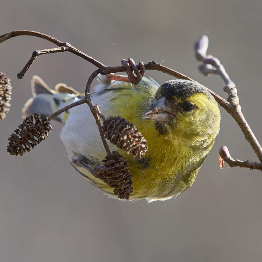 Siskin (carduelis spinus)