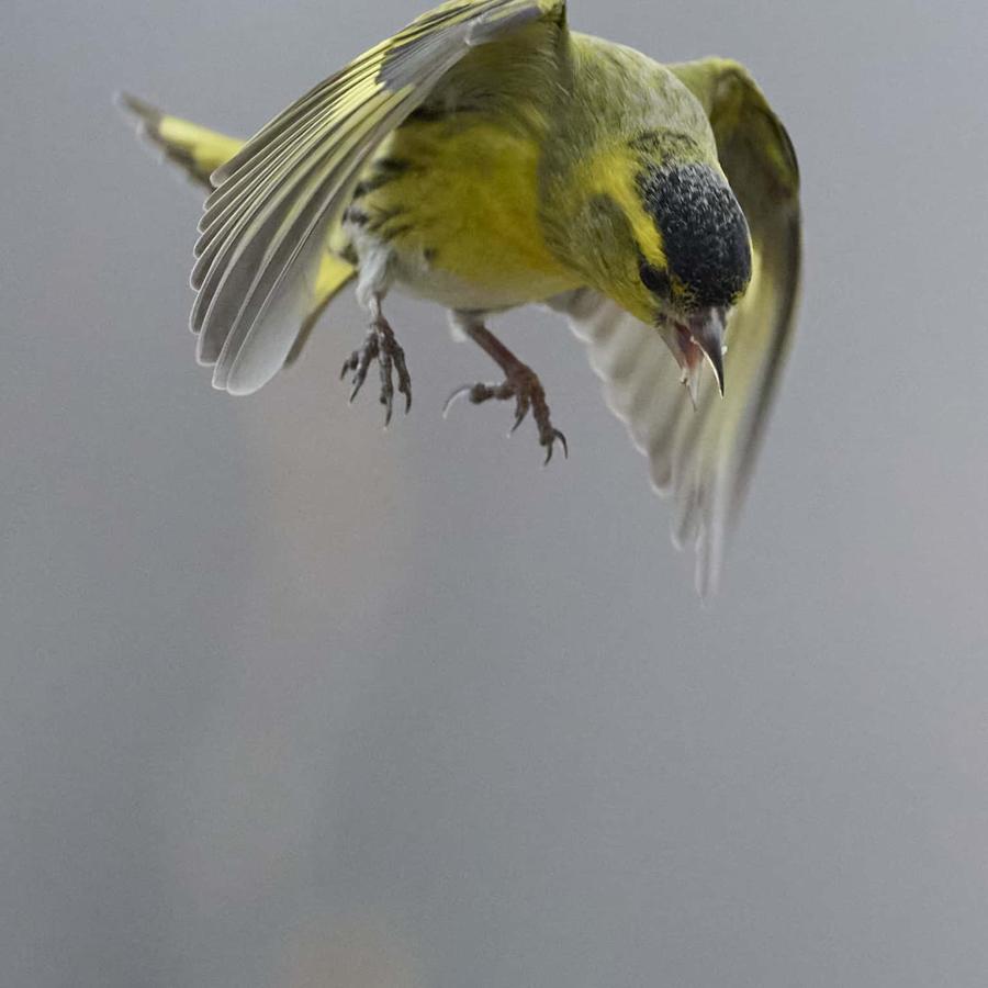 Siskin (carduelis spinus)