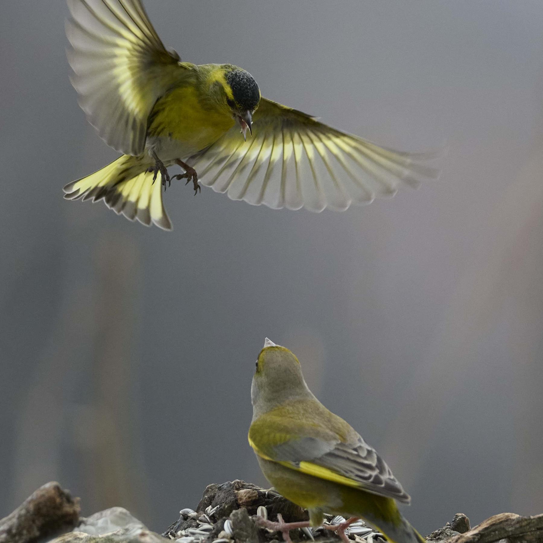Siskin (carduelis spinus)