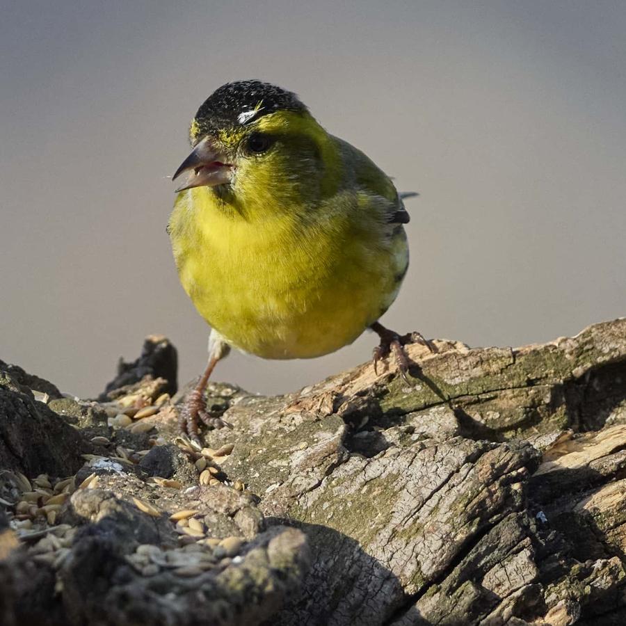 Siskin (carduelis spinus)