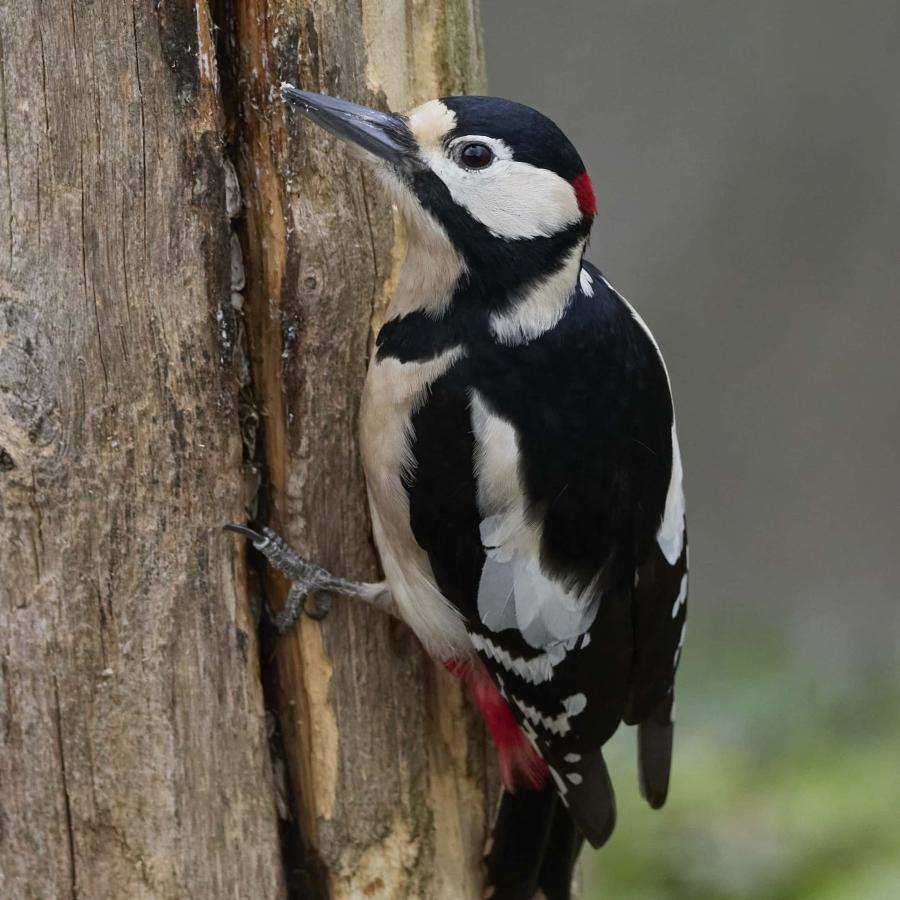 Great spotted woodpecker (dendrocopos major)