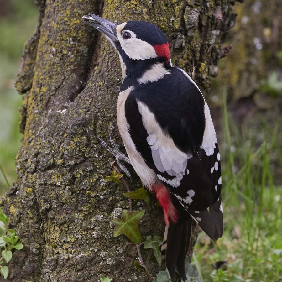 Great spotted woodpecker (dendrocopos major)