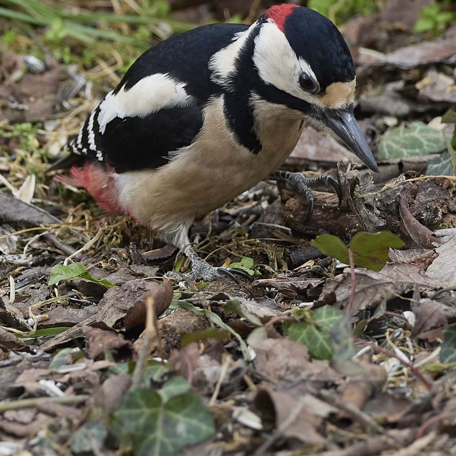 Great spotted woodpecker (dendrocopos major)