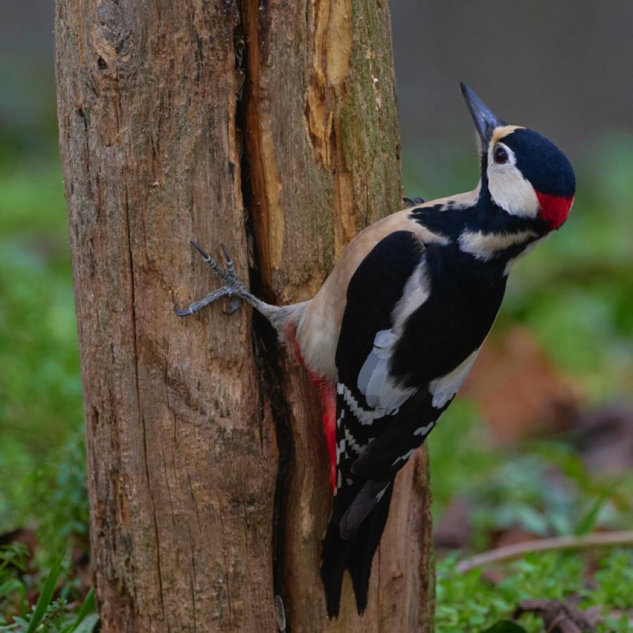 Great spotted woodpecker (dendrocopos major)