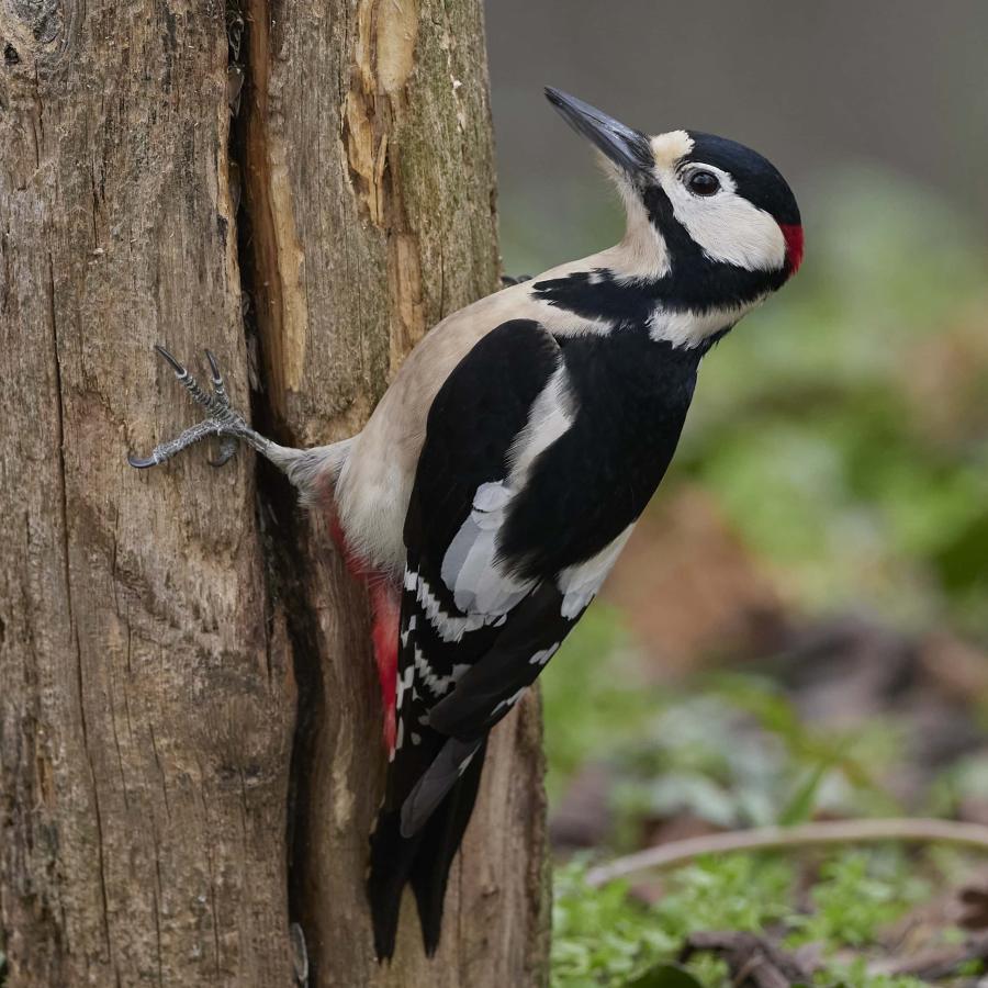 Great spotted woodpecker (dendrocopos major)