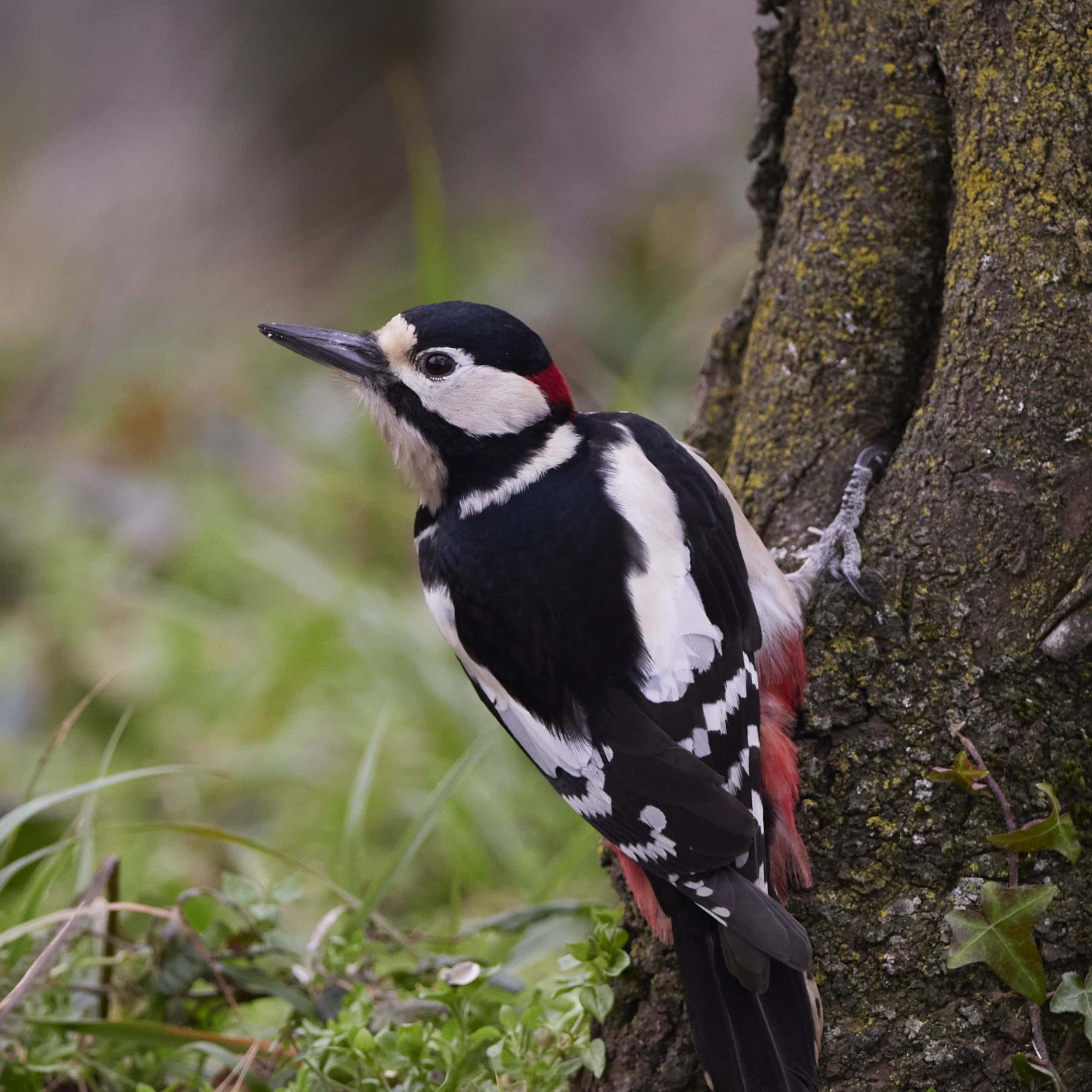 Great spotted woodpecker (dendrocopos major)