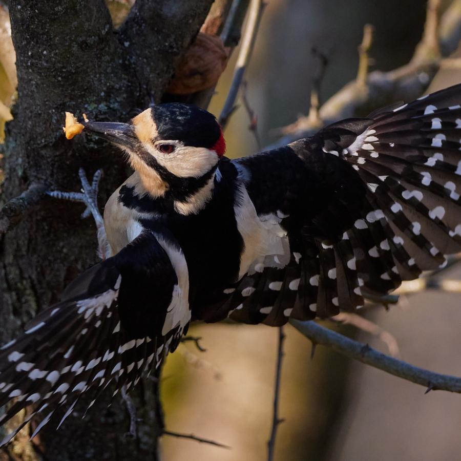 Great spotted woodpecker (dendrocopos major)