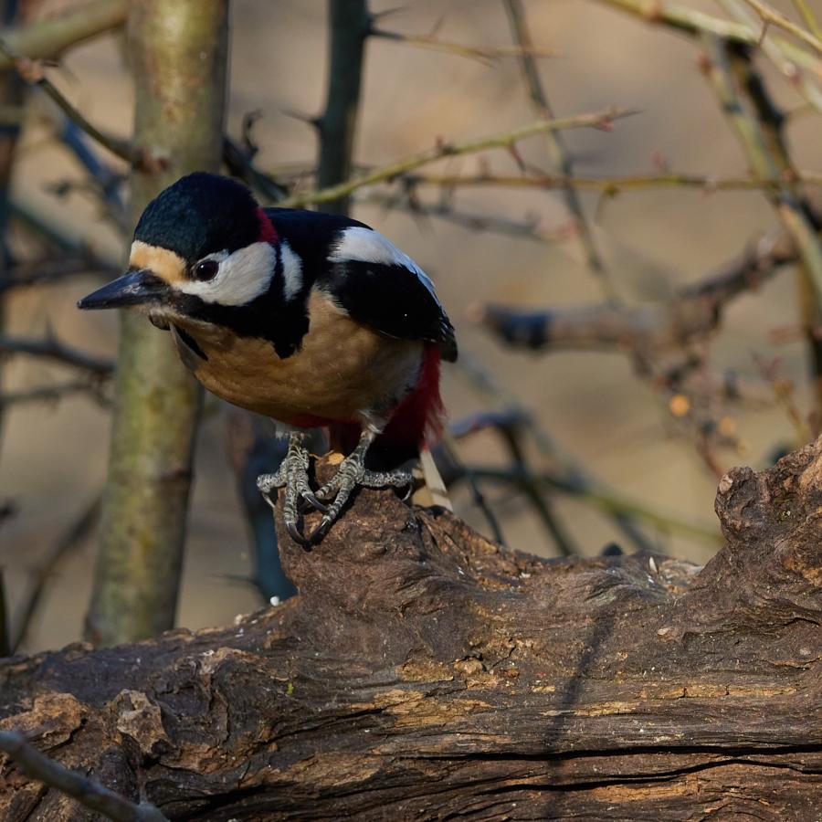  Great spotted woodpecker (dendrocopos major)