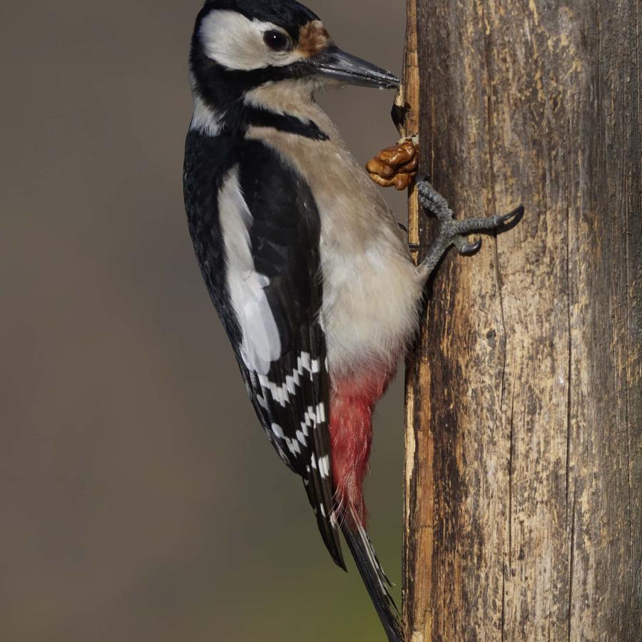 Great spotted woodpecker (dendrocopos major)
