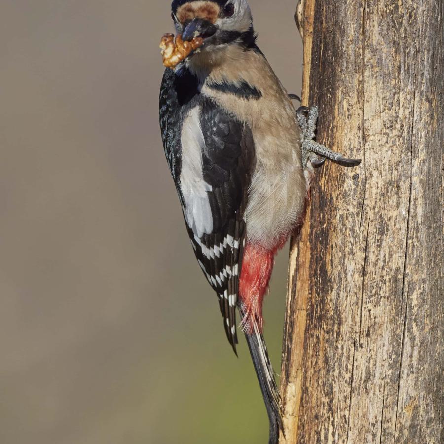 Great spotted woodpecker (dendrocopos major)
