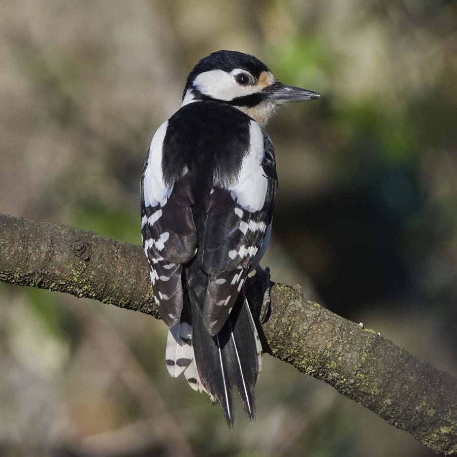 Great spotted woodpecker (dendrocopos major)