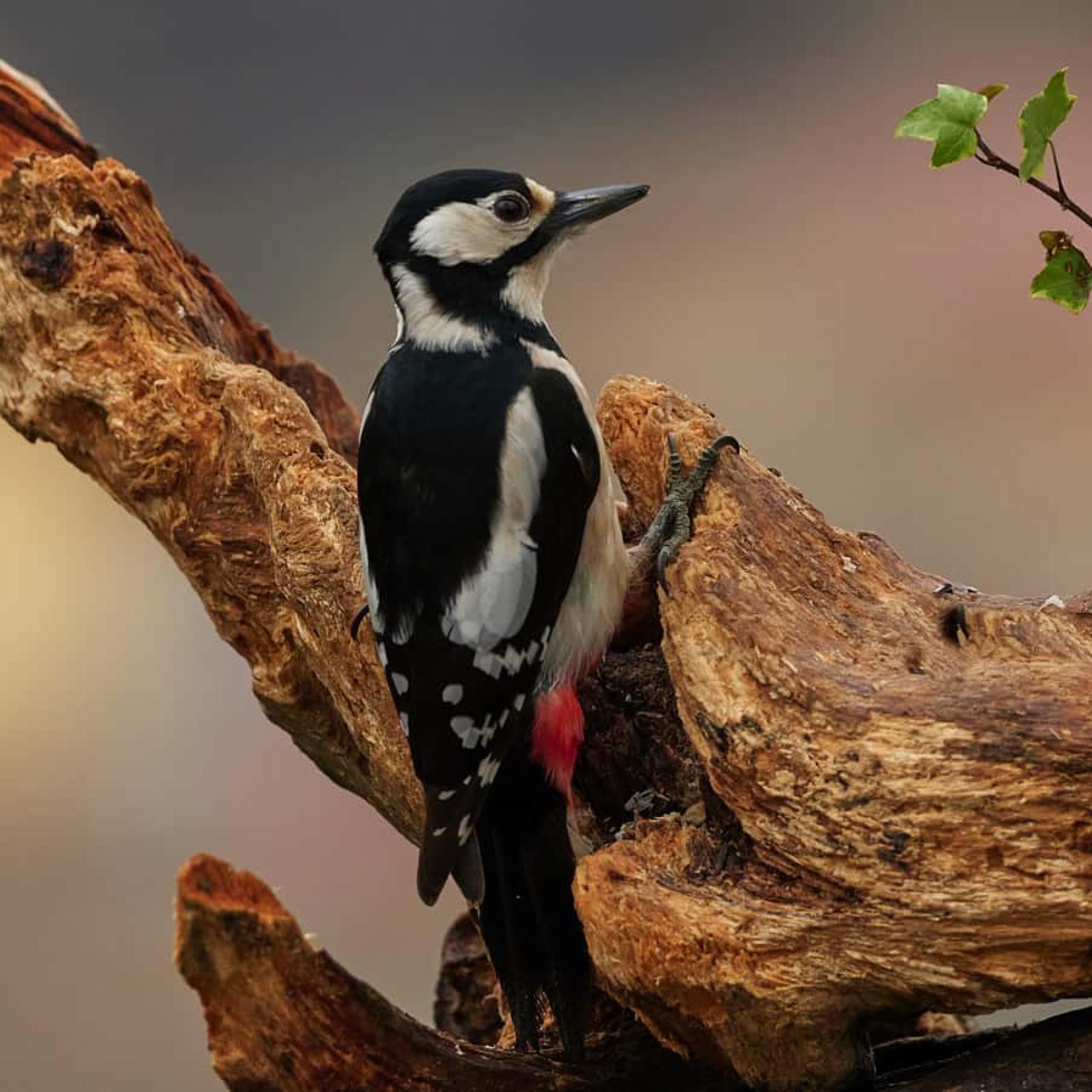 Great spotted woodpecker (dendrocopos major)
