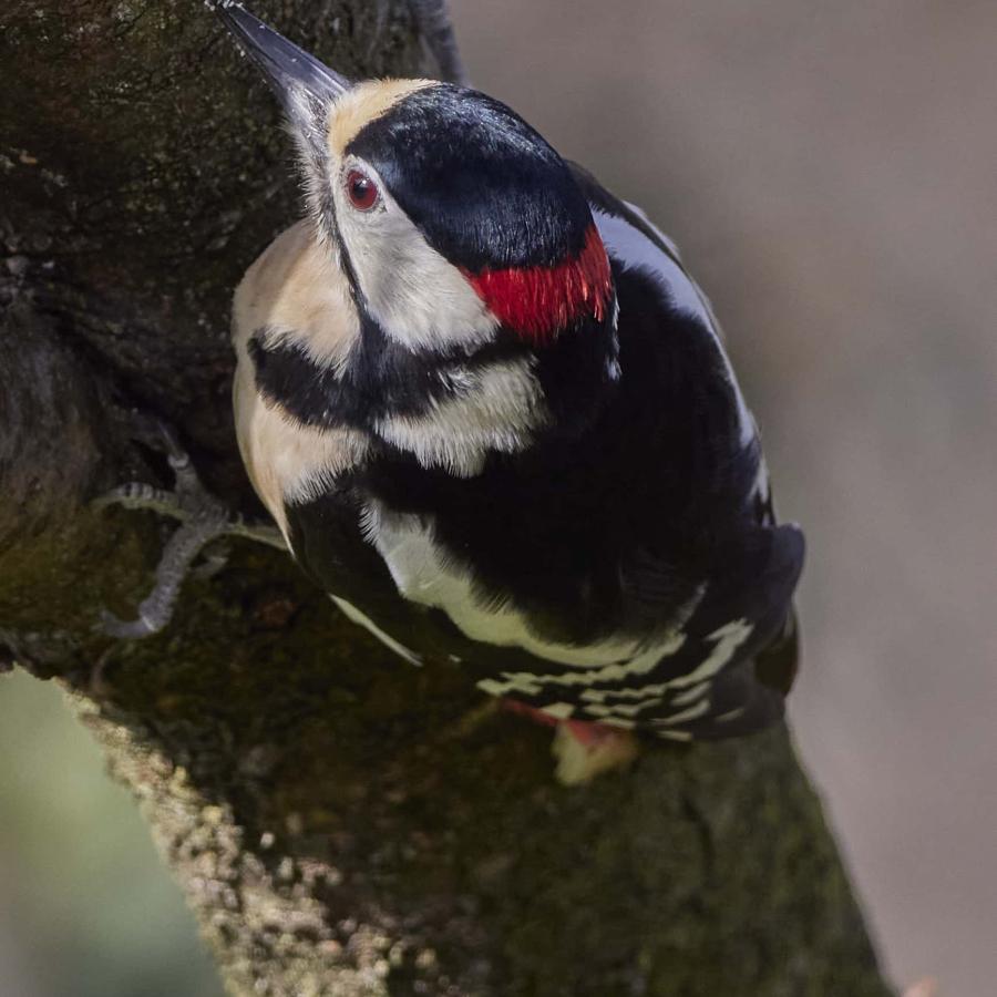 Great spotted woodpecker (dendrocopos major)