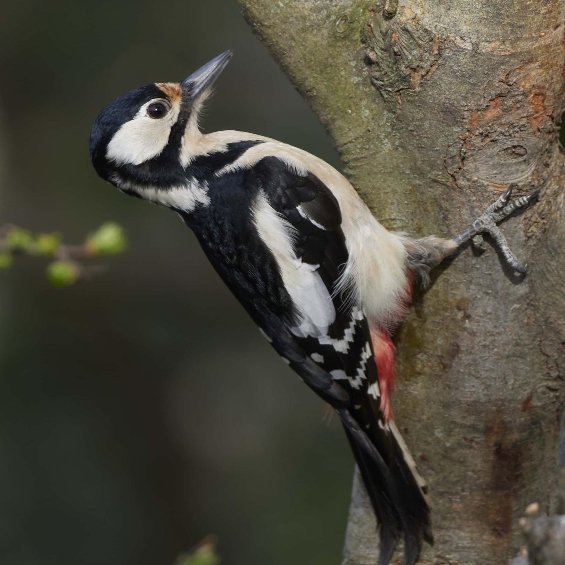 Great spotted woodpecker (dendrocopos major)