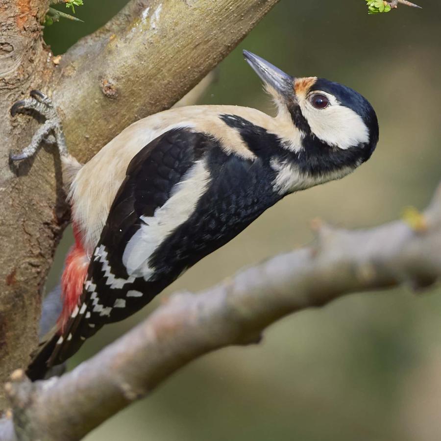 Great spotted woodpecker (dendrocopos major)