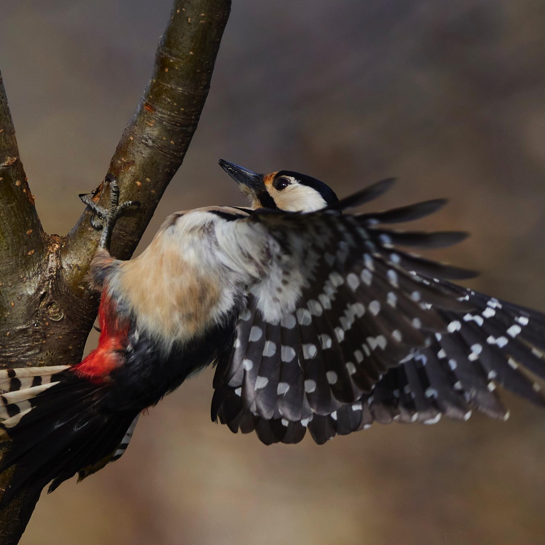 Great spotted woodpecker (dendrocopos major)