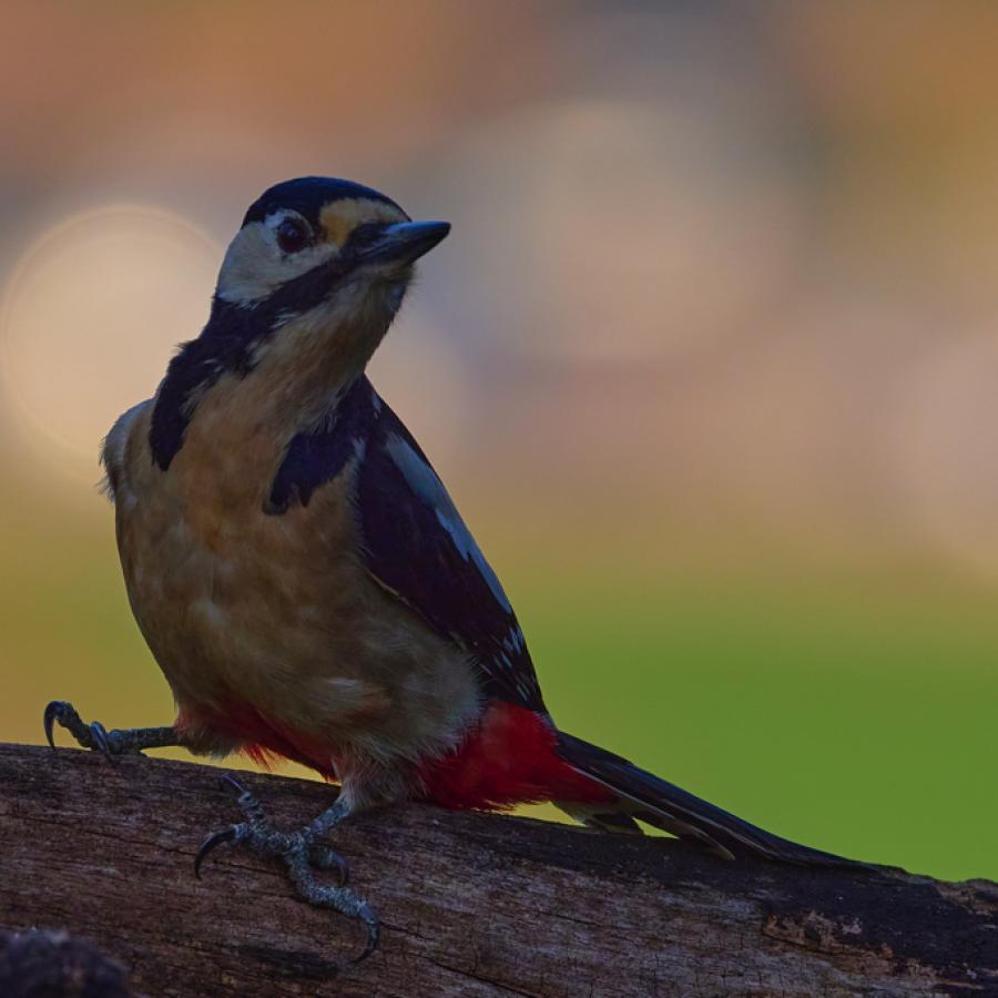 Great spotted woodpecker (dendrocopos major)