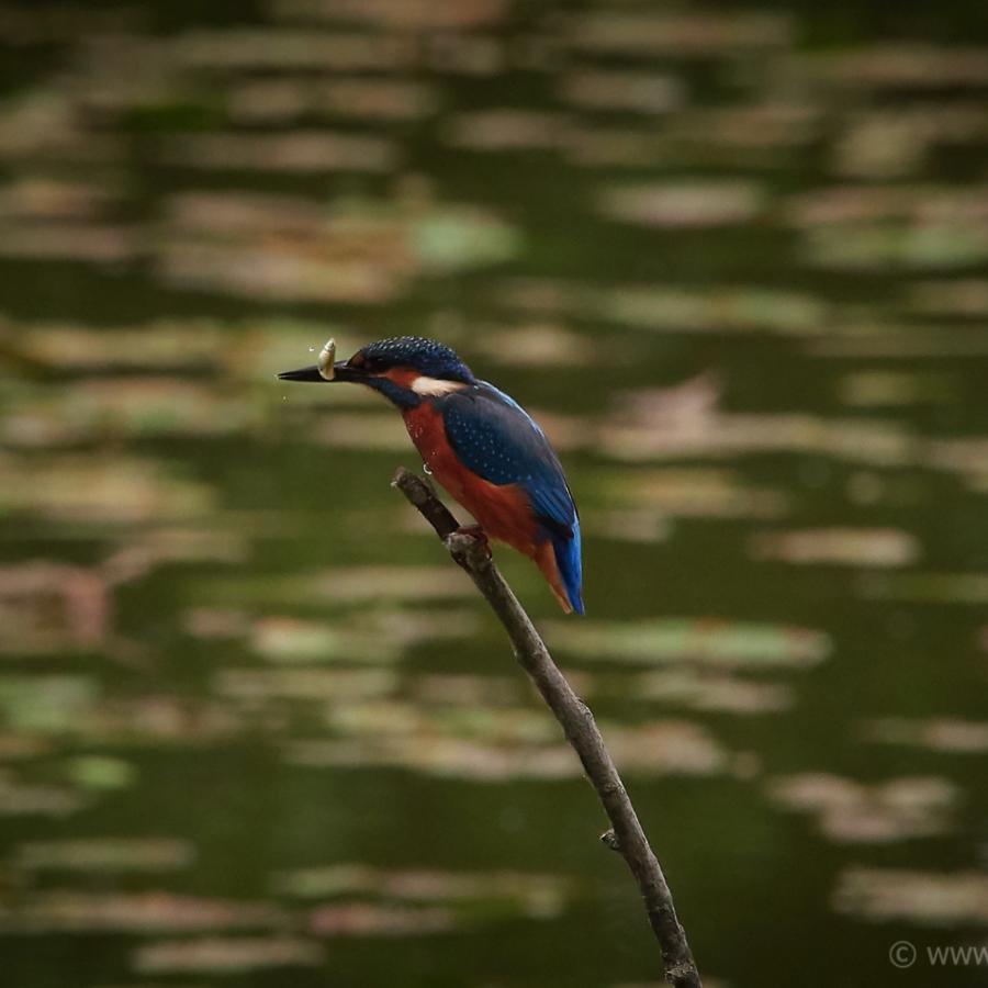 Kingfisher (alcedo atthis)
