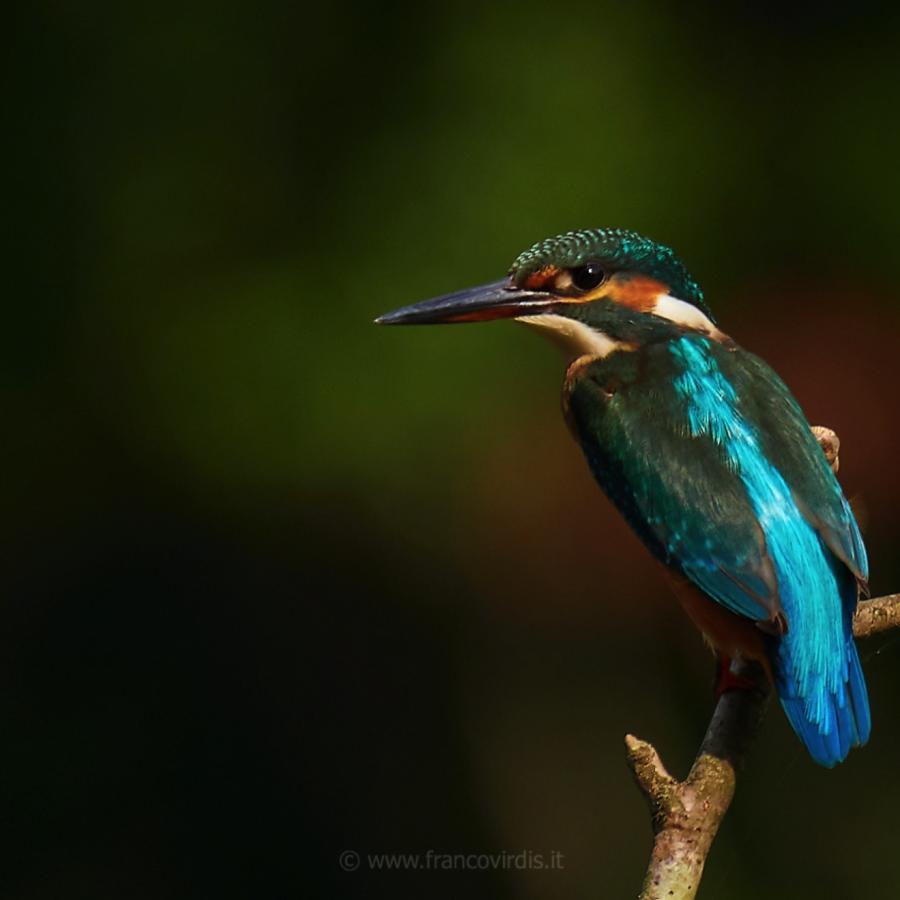 Kingfisher (alcedo atthis)