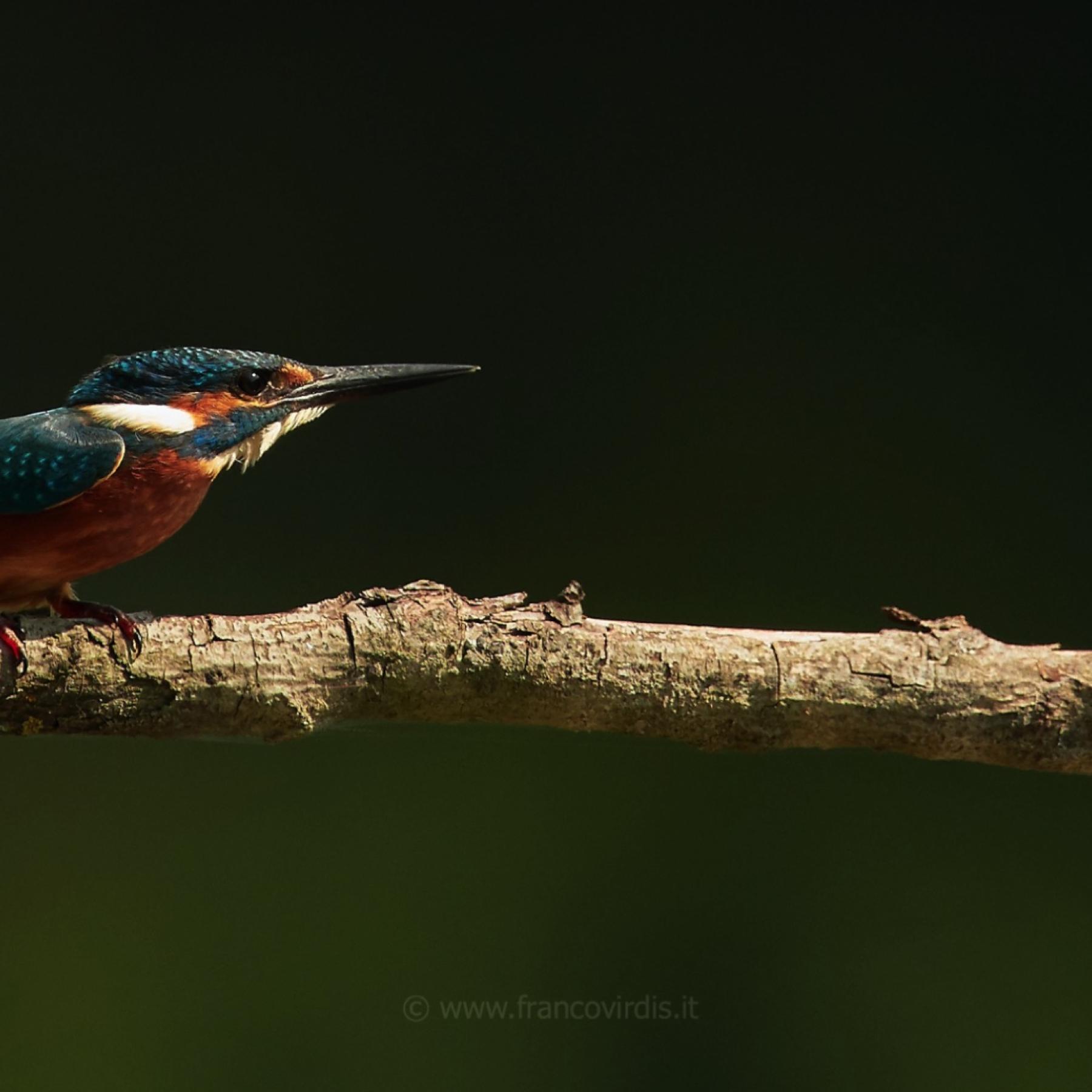Kingfisher (alcedo atthis)