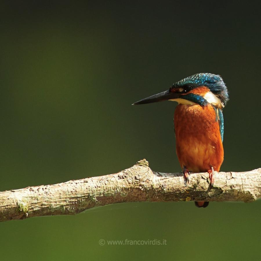 Kingfisher (alcedo atthis)