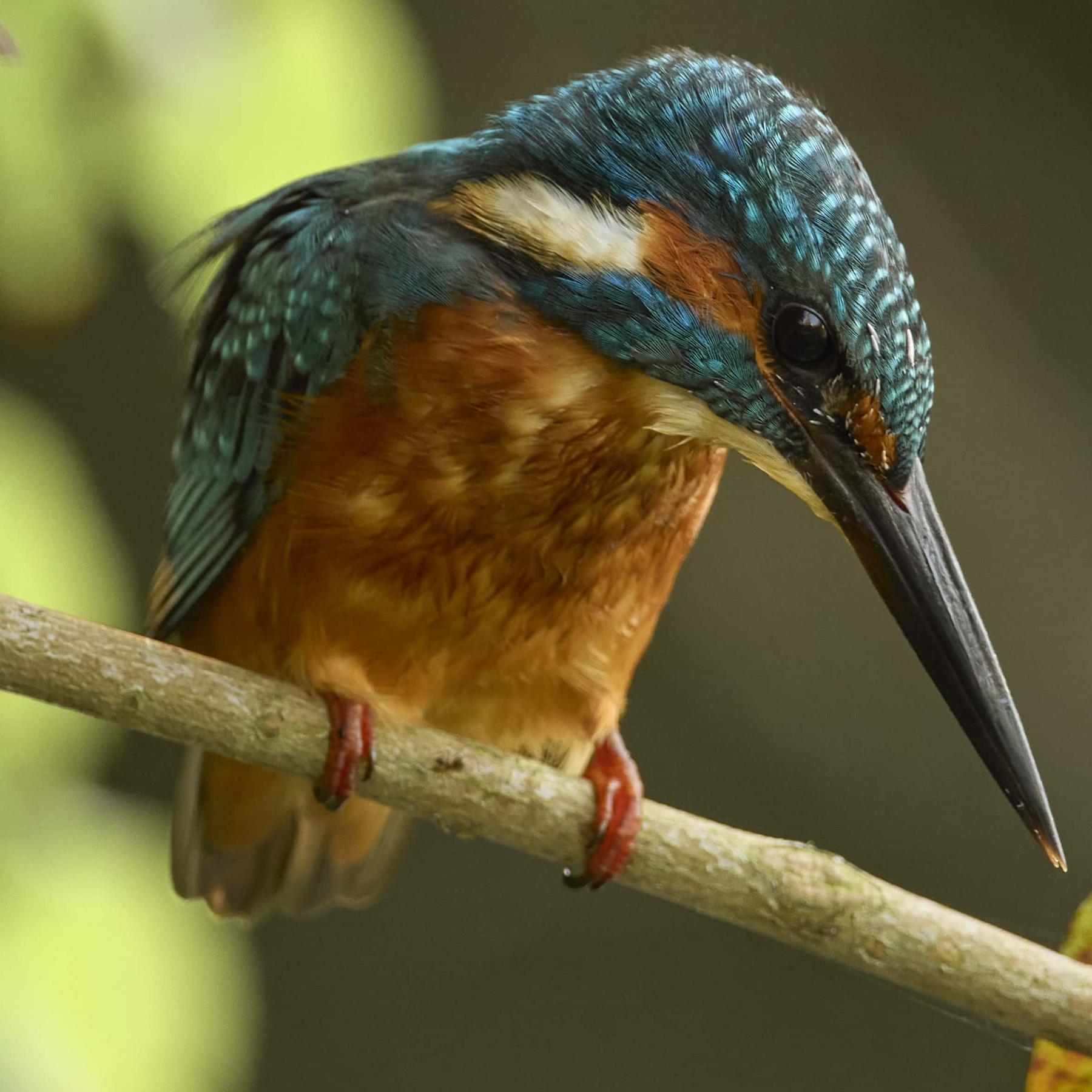 Kingfisher (alcedo atthis)
