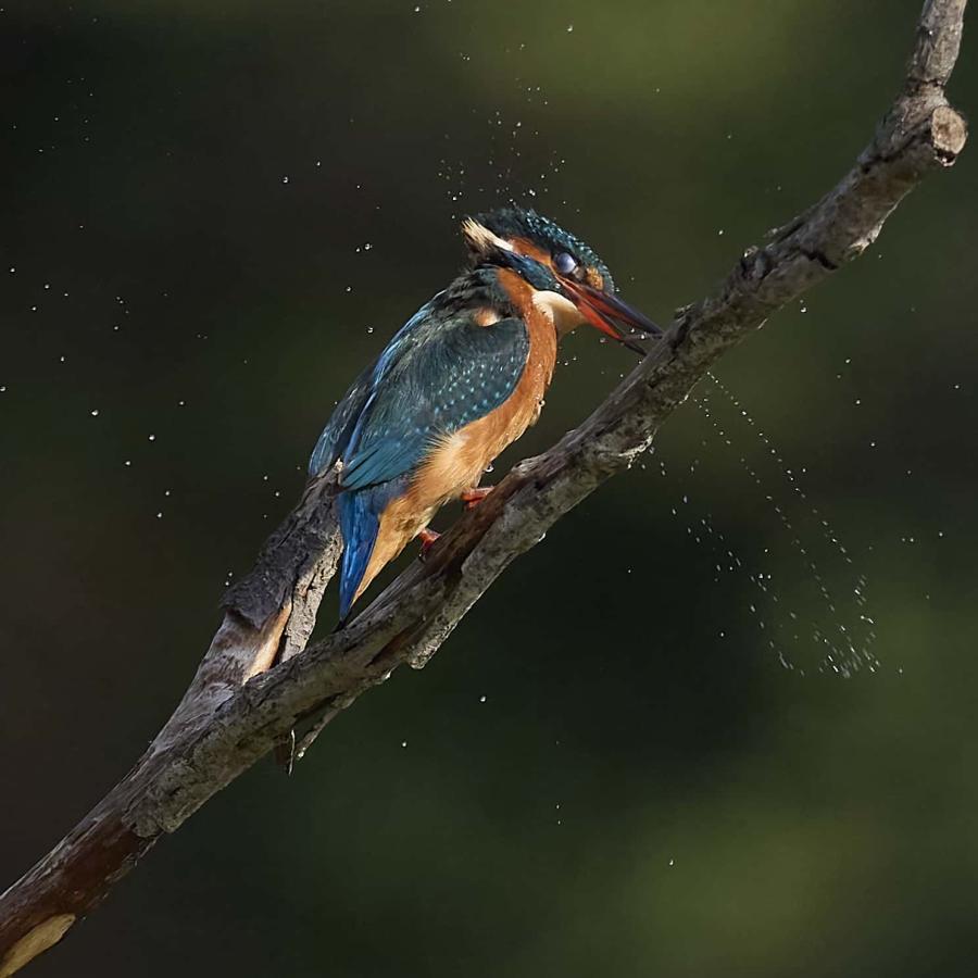 Kingfisher (alcedo atthis)