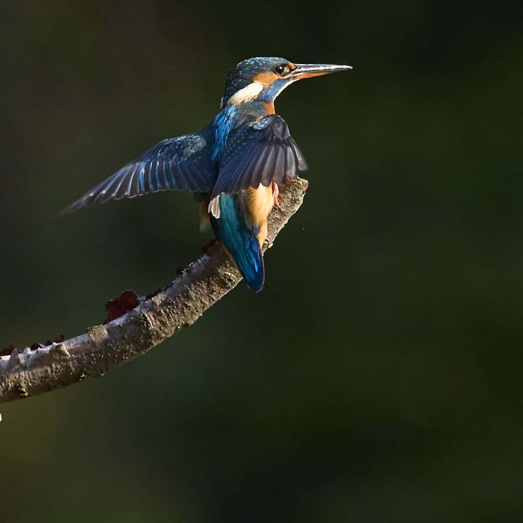 Kingfisher (alcedo atthis)