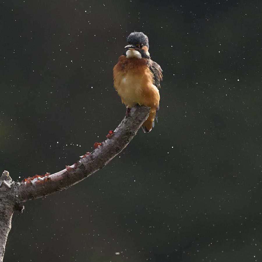 Kingfisher (alcedo atthis)