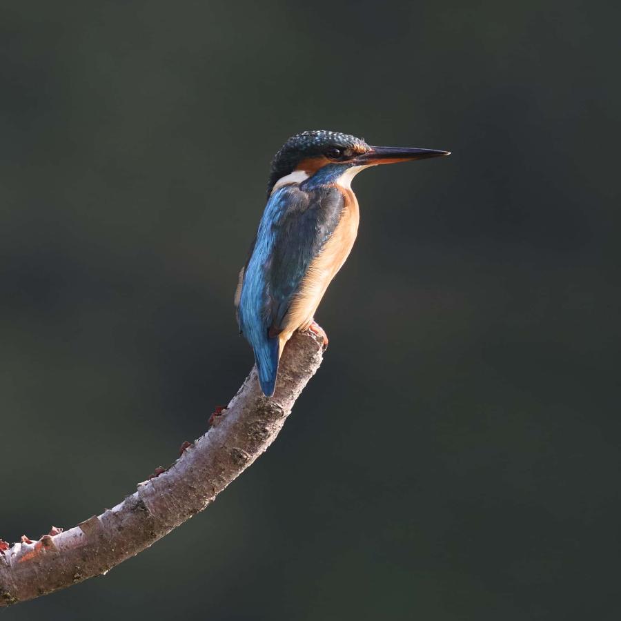 Kingfisher (alcedo atthis)