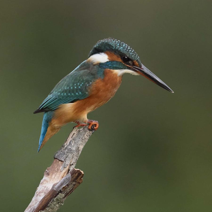 Kingfisher (alcedo atthis)