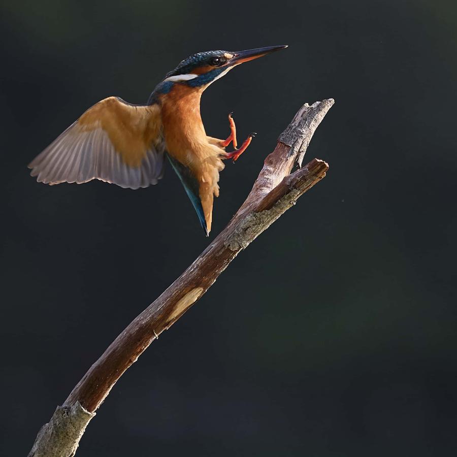 Kingfisher (alcedo atthis)