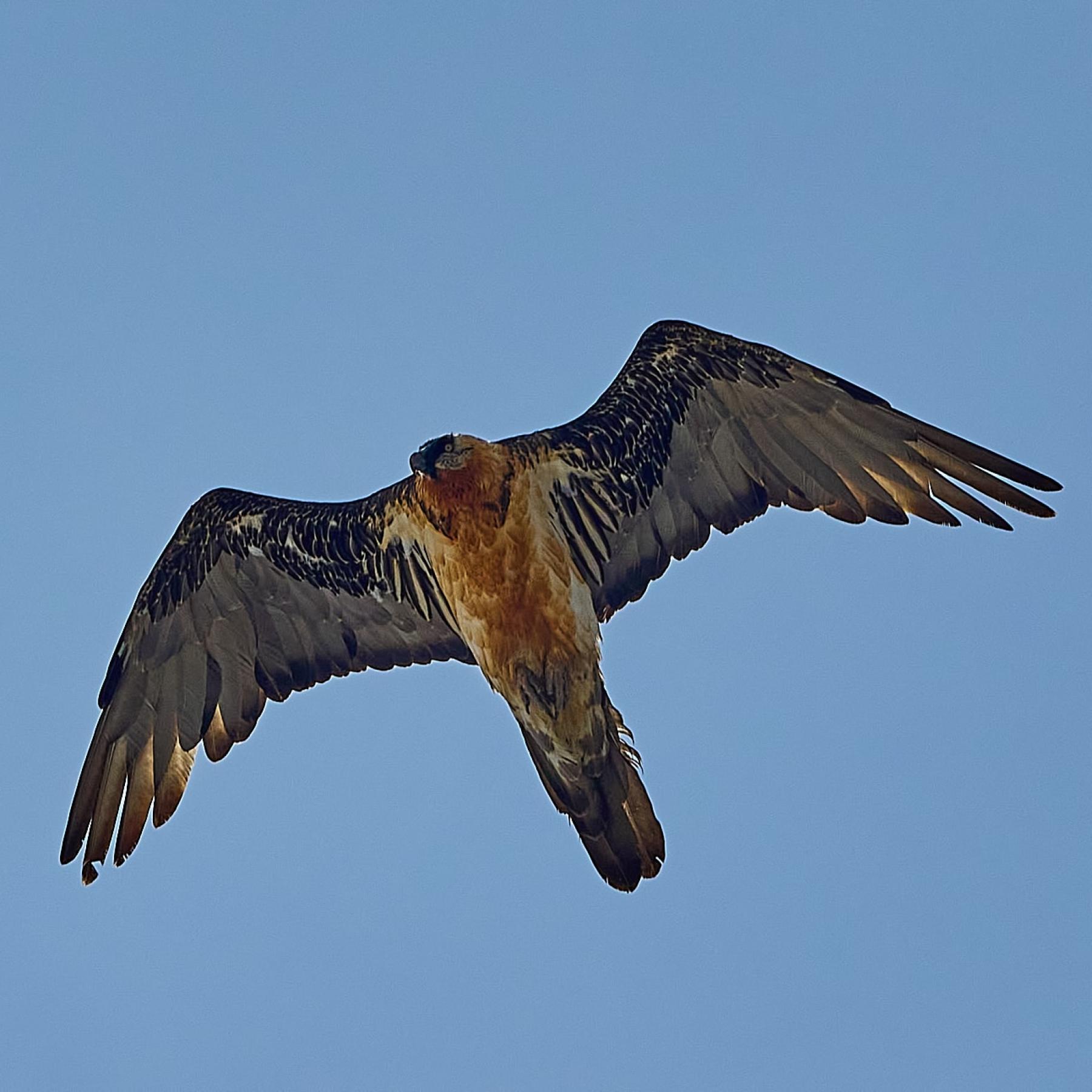 Bearded vulture (gypaetus barbatus)