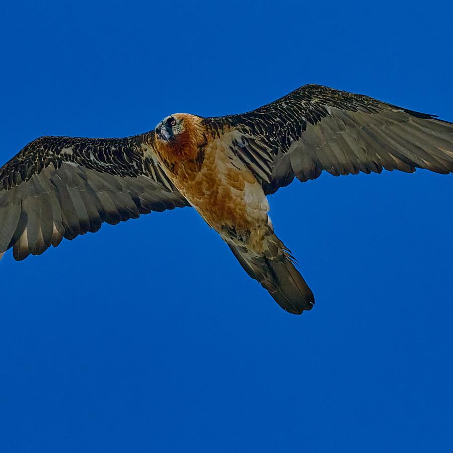 Bearded vulture (gypaetus barbatus)