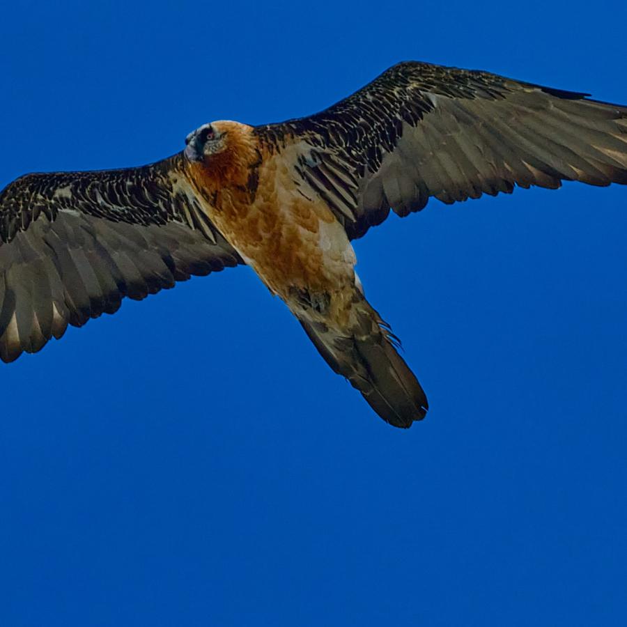 Bearded vulture (gypaetus barbatus)