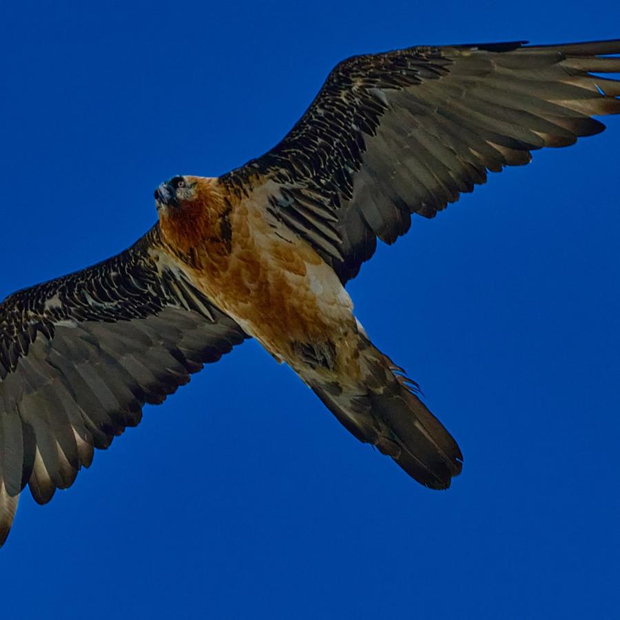 Bearded vulture (gypaetus barbatus)