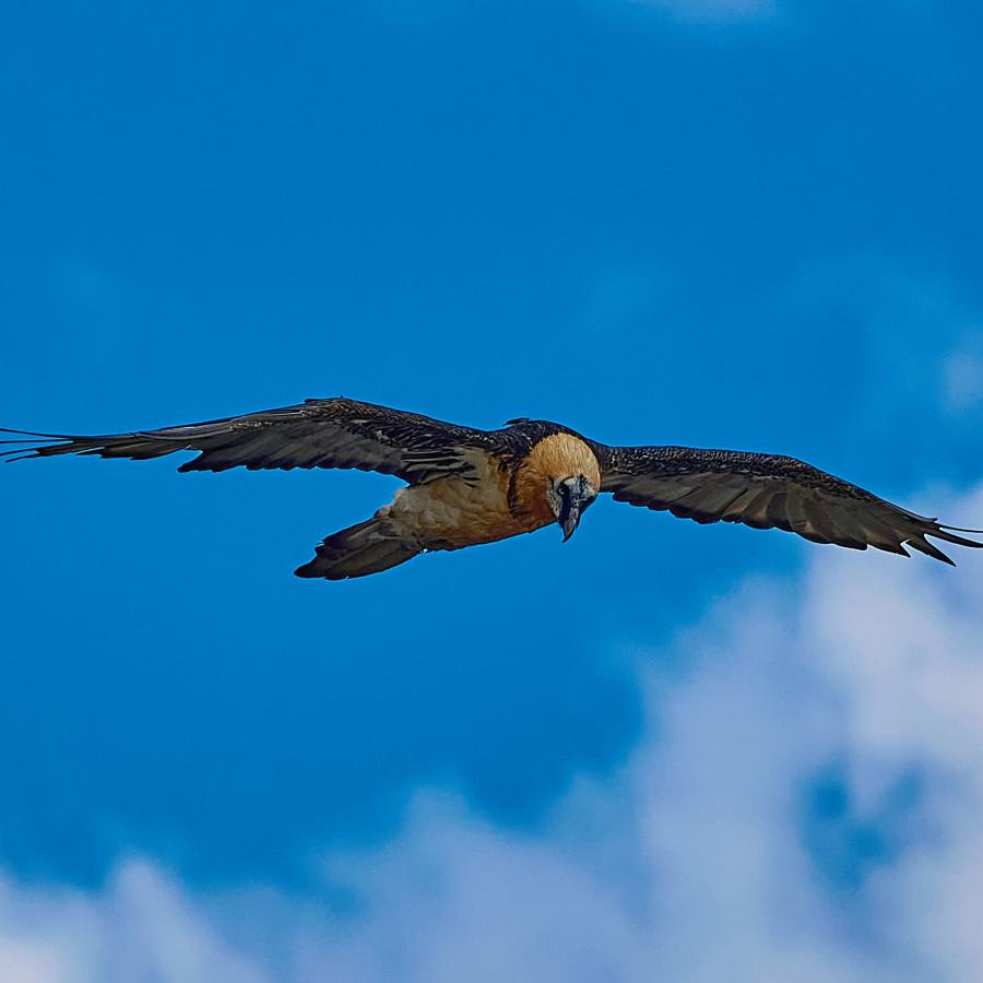 Bearded vulture (gypaetus barbatus)