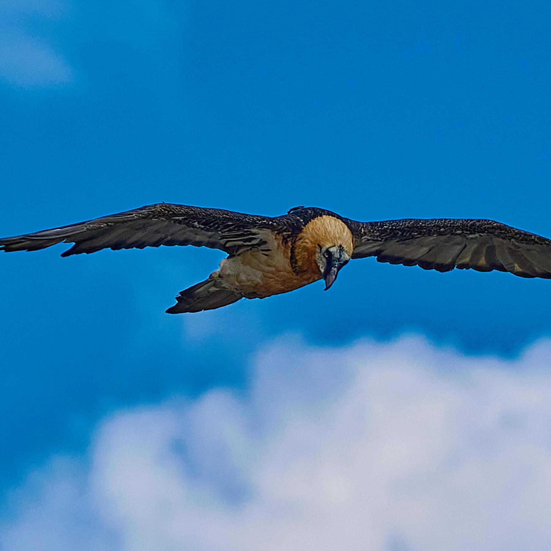Bearded vulture (gypaetus barbatus)