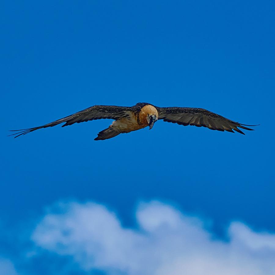 Bearded vulture (gypaetus barbatus)