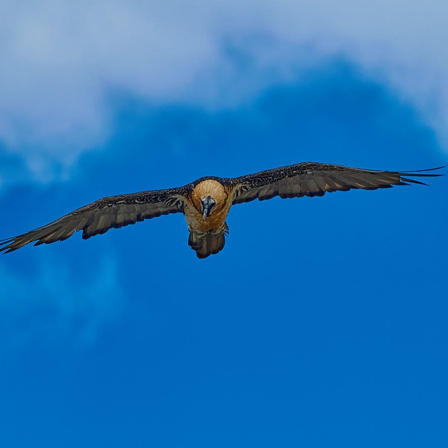Bearded vulture (gypaetus barbatus)