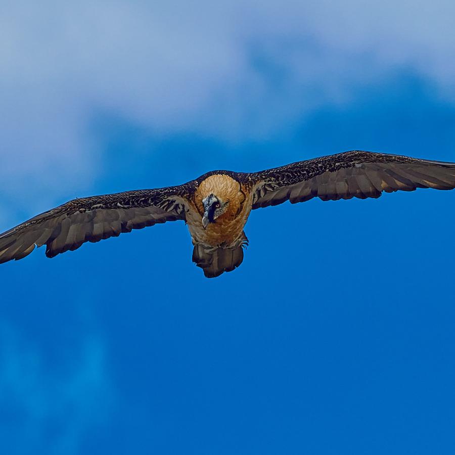Bearded vulture (gypaetus barbatus)
