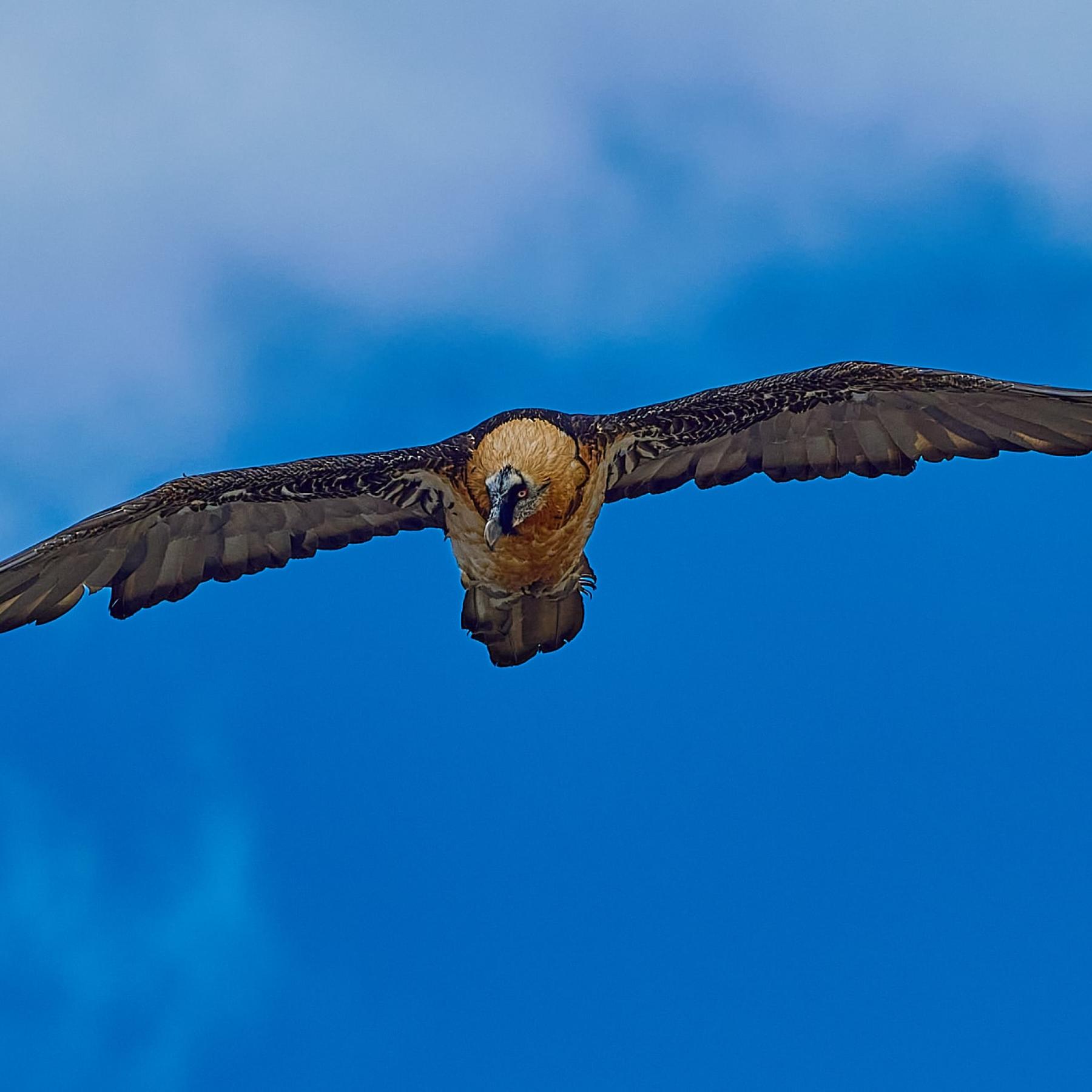 Bearded vulture (gypaetus barbatus)