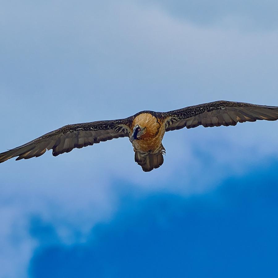 Bearded vulture (gypaetus barbatus)