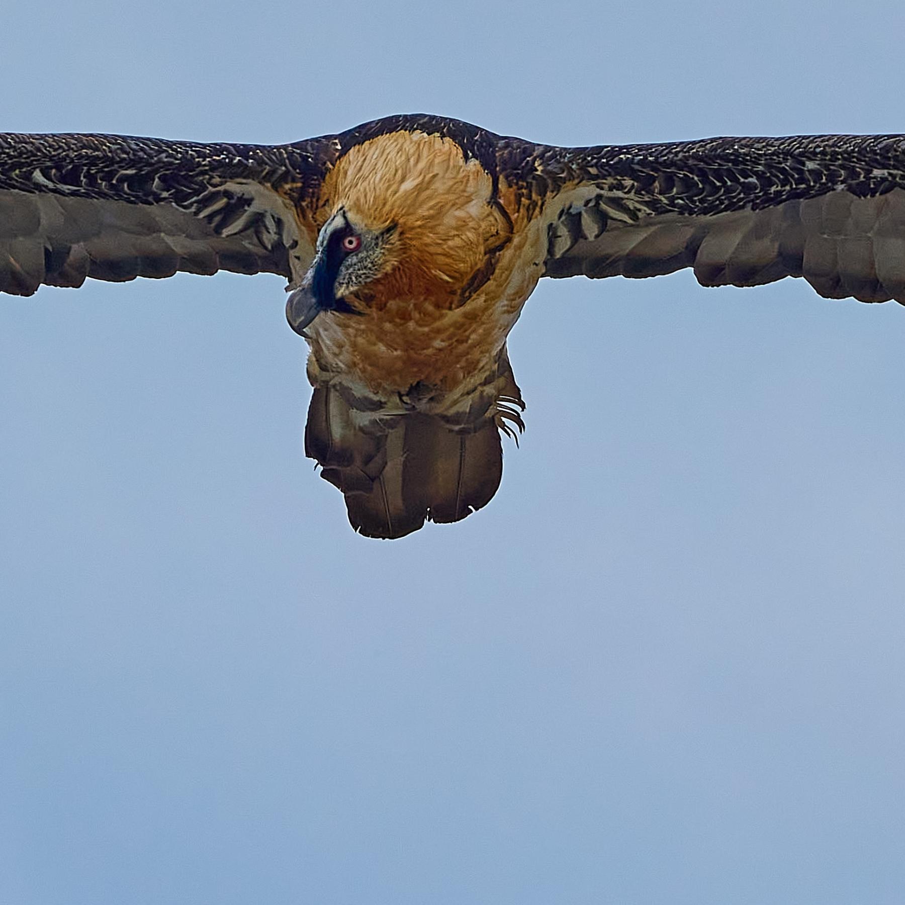 Bearded vulture (gypaetus barbatus)