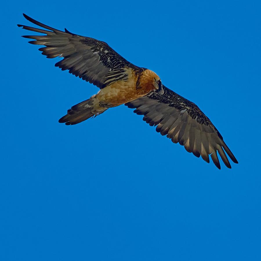Bearded vulture (gypaetus barbatus)
