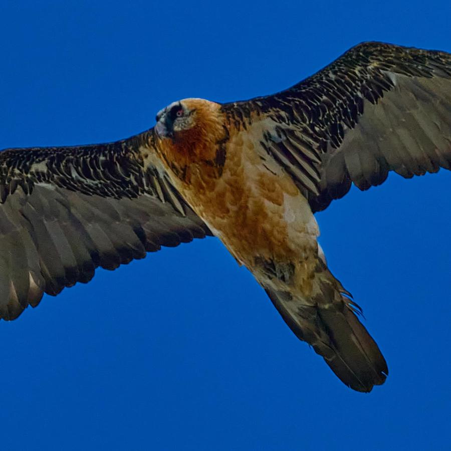 Bearded vulture